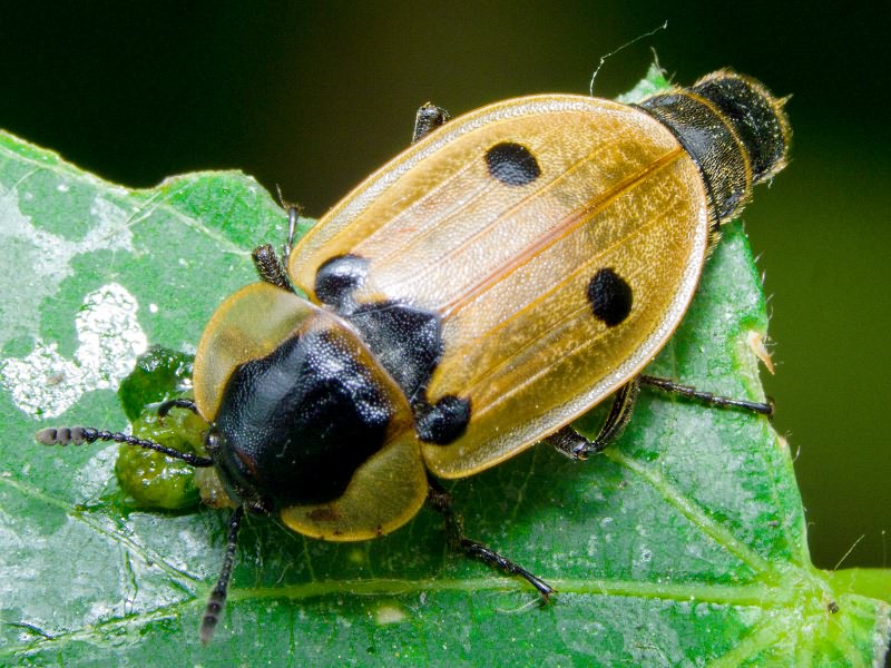 Dendroxena quadrimaculata (Scopoli, 1772)